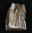 Large Triceratops Shed Tooth - #5700-1